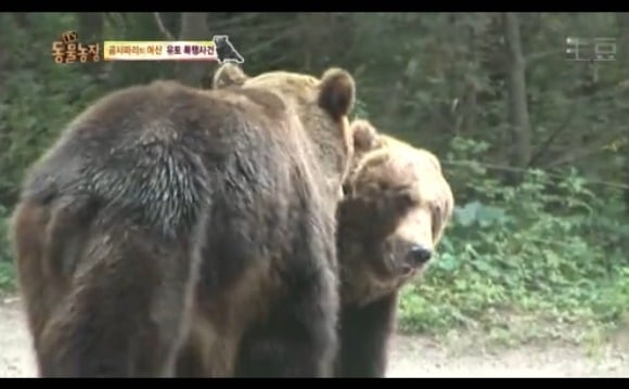 동물농장 - 공격당한 암컷 곰 | 인스티즈