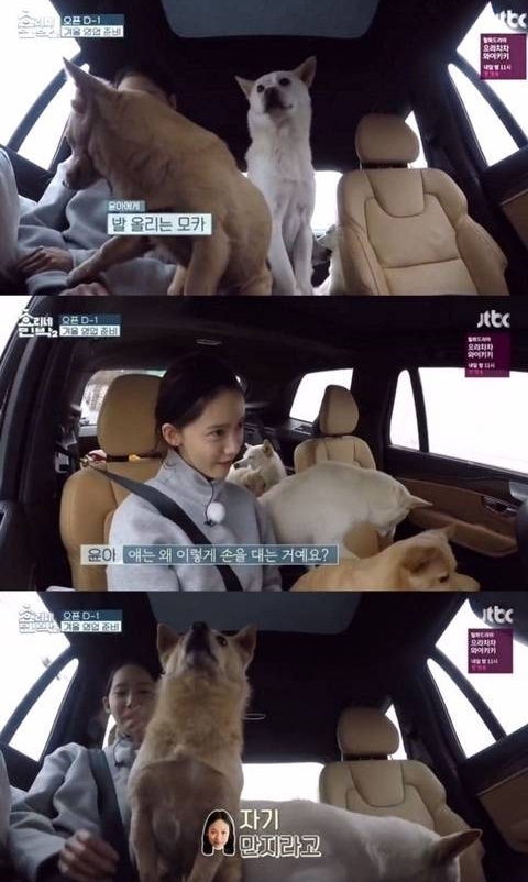 학대당한 강아지 모카가 아이유에게 마음을 열기까지 | 인스티즈