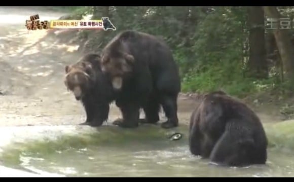동물농장 - 공격당한 암컷 곰 | 인스티즈