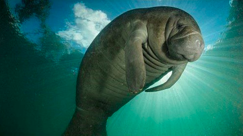 우리가 아는 공룡의 모습은 진짜일까? .jpg | 인스티즈