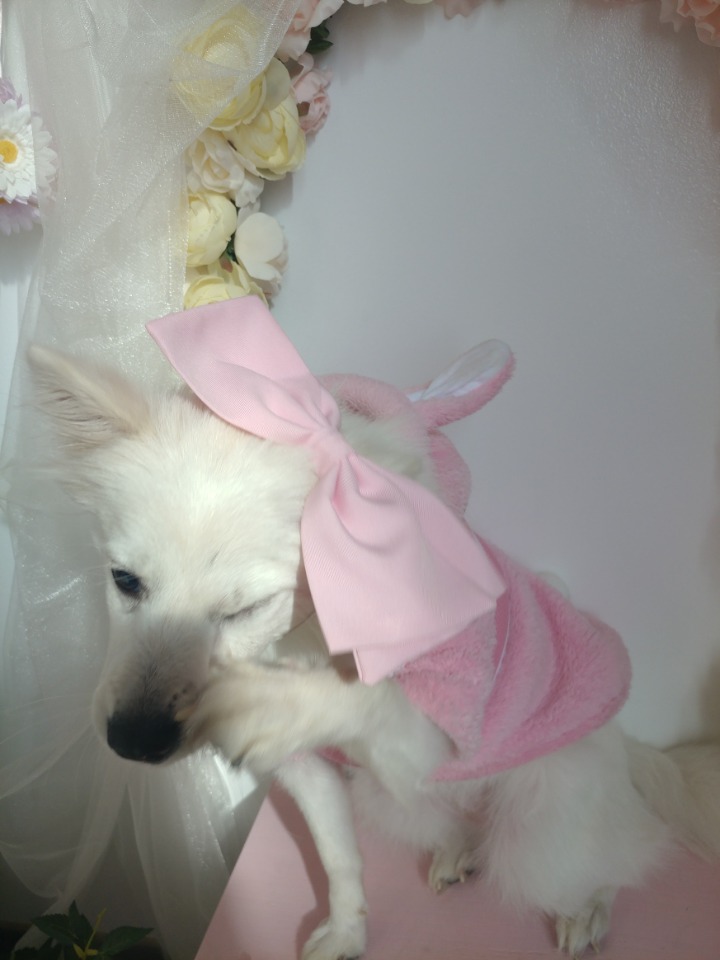 강아지의 다양한 표정을 같이 알아보자2 (feat.망한사진대잔치) | 인스티즈