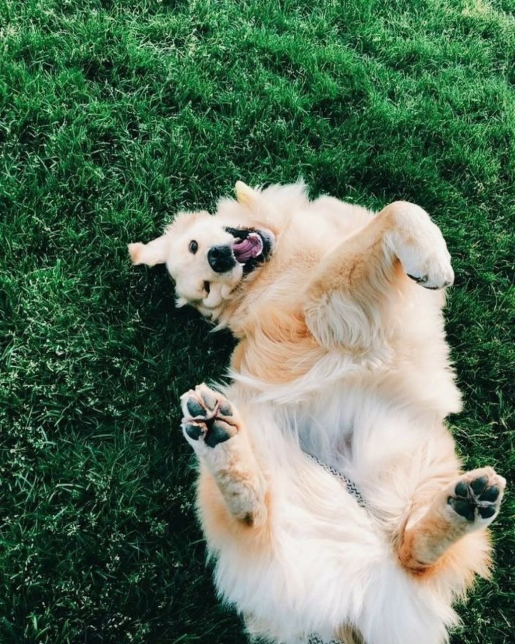 행복바이러스 골댕이 모음 | 인스티즈