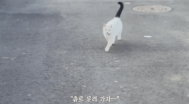 꼬리만 까만 요상한 고양이 | 인스티즈