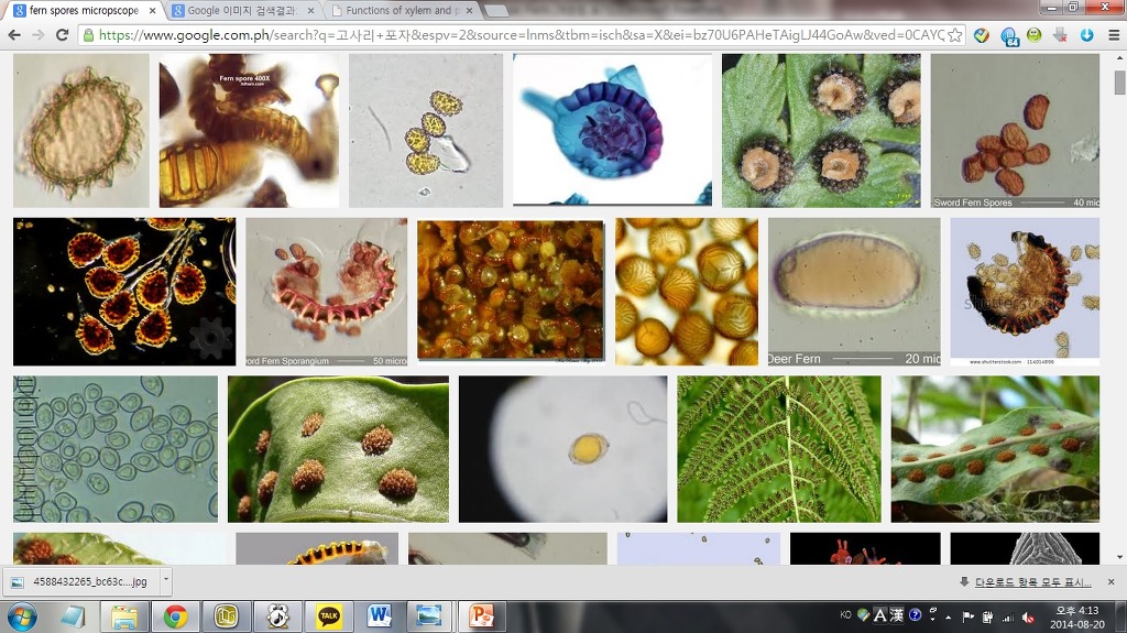 우리가 흔히 먹는 고사리 나물..... (환공포증주의) +추가 | 인스티즈