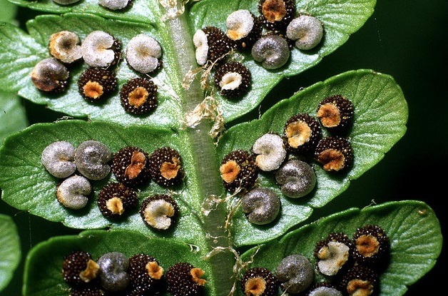 우리가 흔히 먹는 고사리 나물..... (환공포증주의) +추가 | 인스티즈