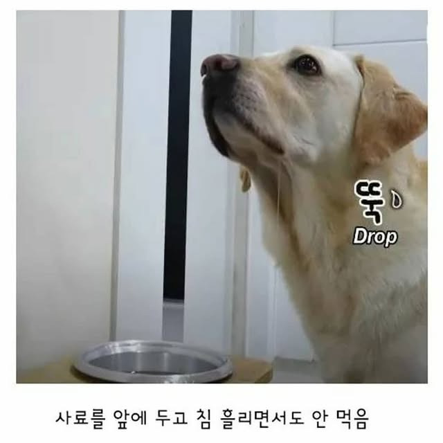 깔끔한 걸 좋아하는 리트리버 | 인스티즈