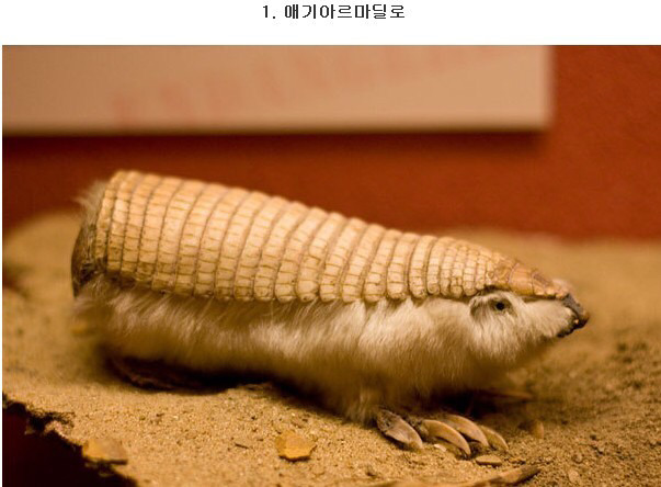 특이하게 생긴 희귀동물들 | 인스티즈