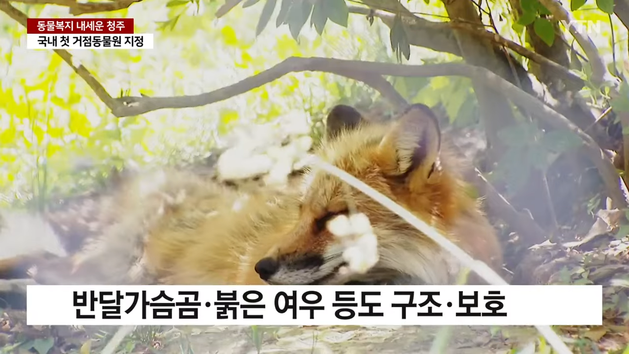 동물복지 내세우면서 관람객이 50% 증가한 청주 동물원 | 인스티즈