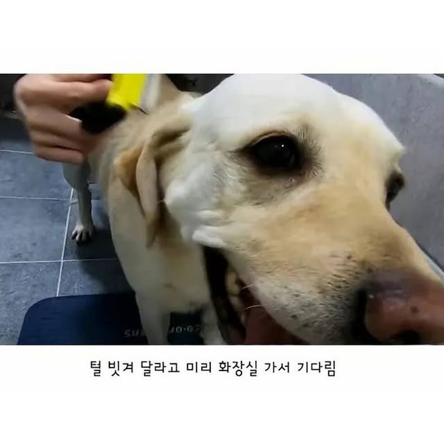 깔끔한 걸 좋아하는 리트리버 | 인스티즈