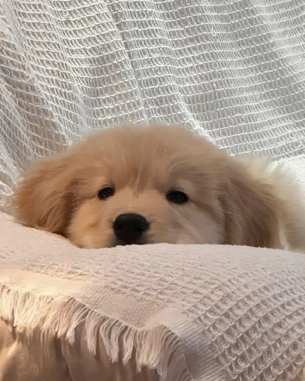 행복바이러스 골댕이 모음 | 인스티즈