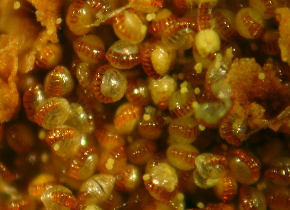 우리가 흔히 먹는 고사리 나물..... (환공포증주의) +추가 | 인스티즈