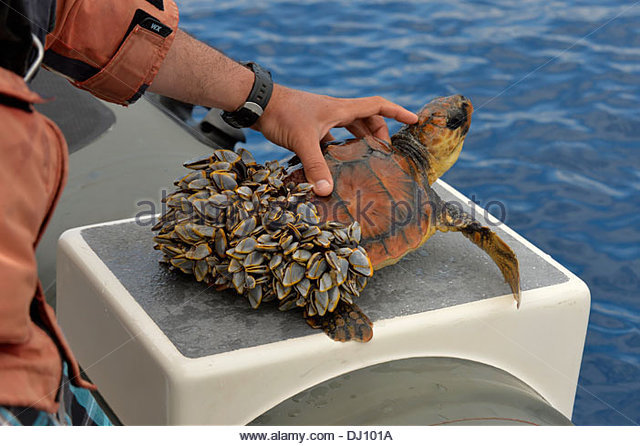 바다거북에 기생하는 따개비 | 인스티즈