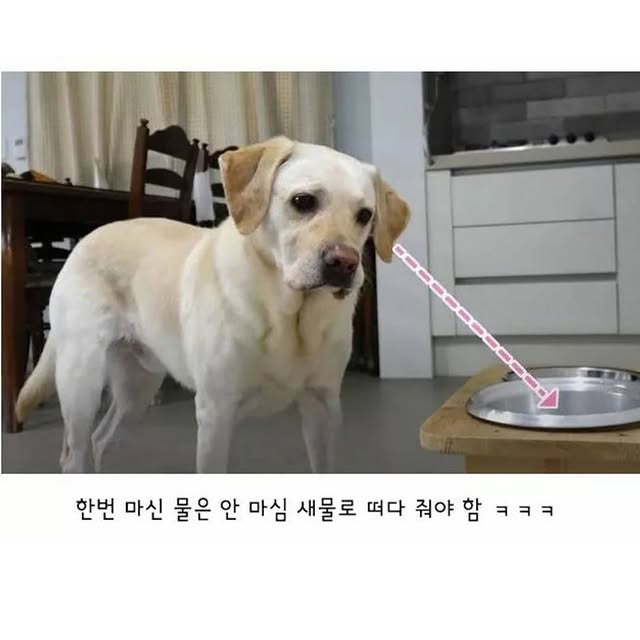 깔끔한 걸 좋아하는 리트리버 | 인스티즈