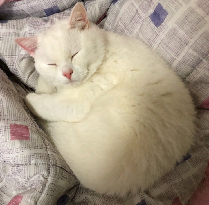 갓건배가 키우는 고양이 소금이 | 인스티즈