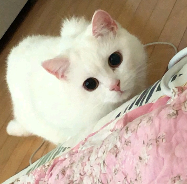 갓건배가 키우는 고양이 소금이 | 인스티즈