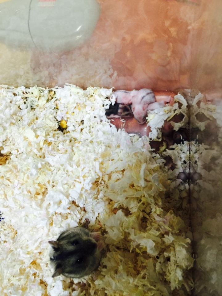 아기 햄스터들의 성장 과정 | 인스티즈