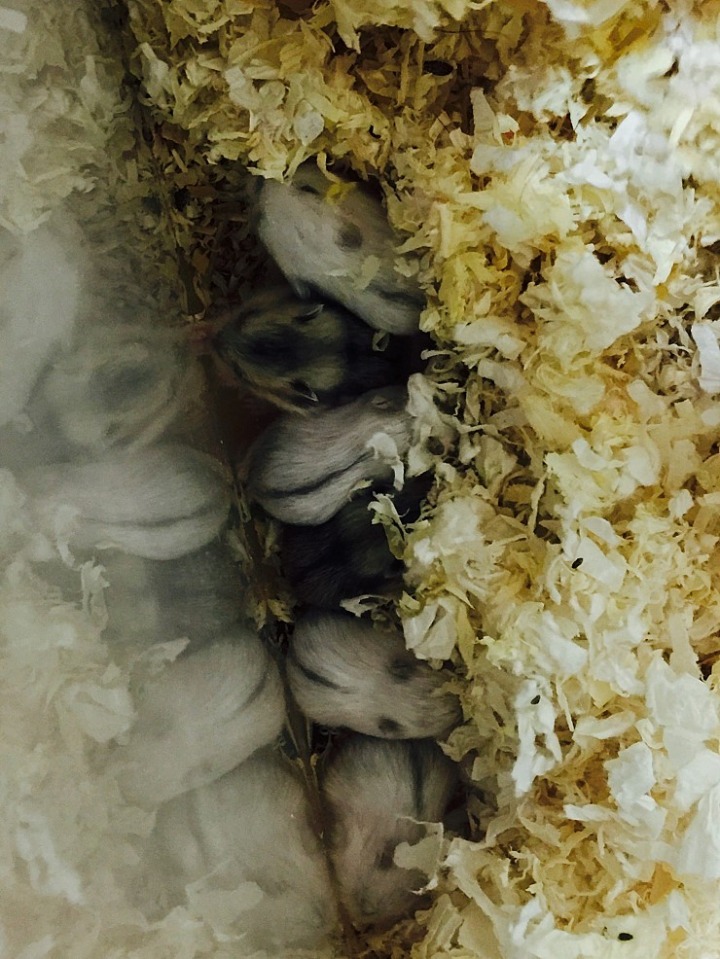 아기 햄스터들의 성장 과정 | 인스티즈