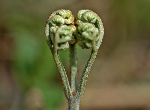 우리가 흔히 먹는 고사리 나물..... (환공포증주의) +추가 | 인스티즈
