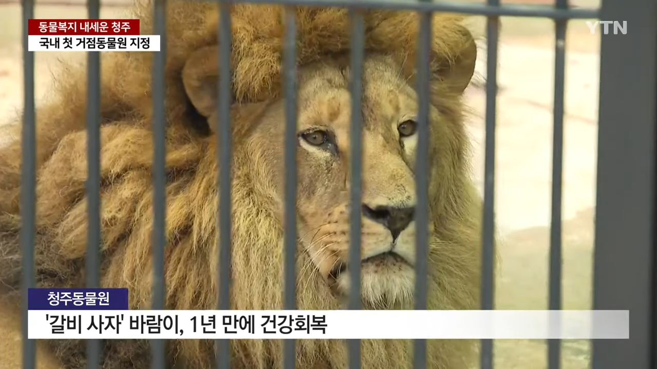 동물복지 내세우면서 관람객이 50% 증가한 청주 동물원 | 인스티즈