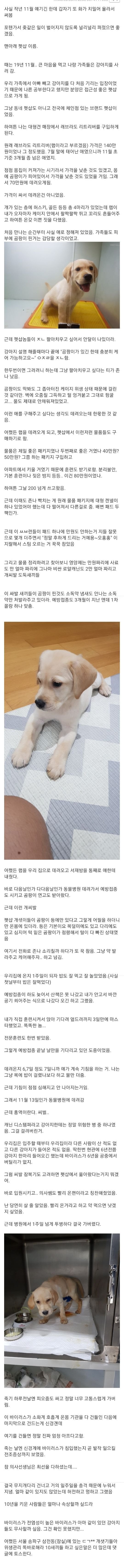 우리 강아지 죽음... | 인스티즈
