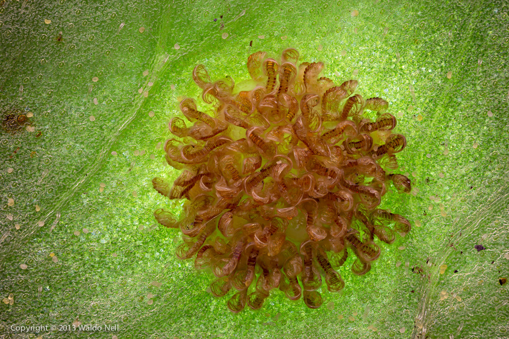 우리가 흔히 먹는 고사리 나물..... (환공포증주의) +추가 | 인스티즈