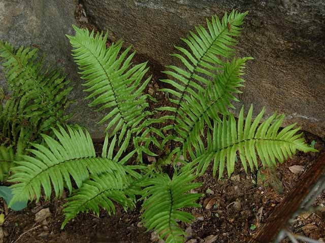 우리가 흔히 먹는 고사리 나물..... (환공포증주의) +추가 | 인스티즈