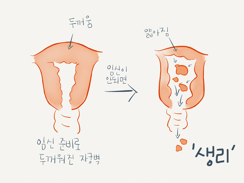 생리는 따져보면 한달에 한번씩 오는 게 아님 | 인스티즈