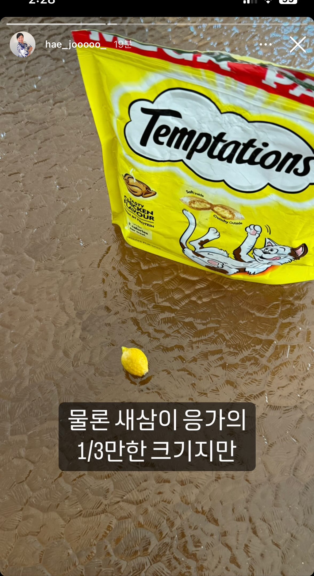 레몬 키워서 수확한 유튜버 해쭈 | 인스티즈