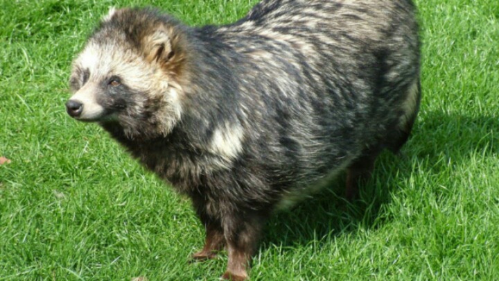 우리가 흔히 너구리로 알고있는 애들의 진실 | 인스티즈