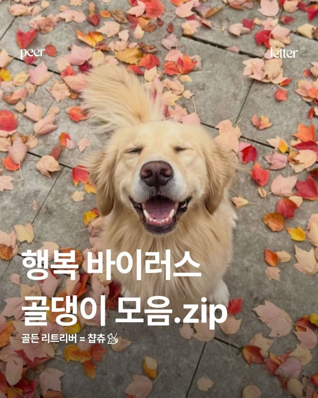 행복바이러스 골댕이 모음 | 인스티즈