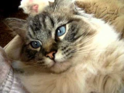 이름에조차 인형(doll)이라는 뜻이 들어있는, 인형처럼 예쁜 고양이 렉돌에 대하여 | 인스티즈