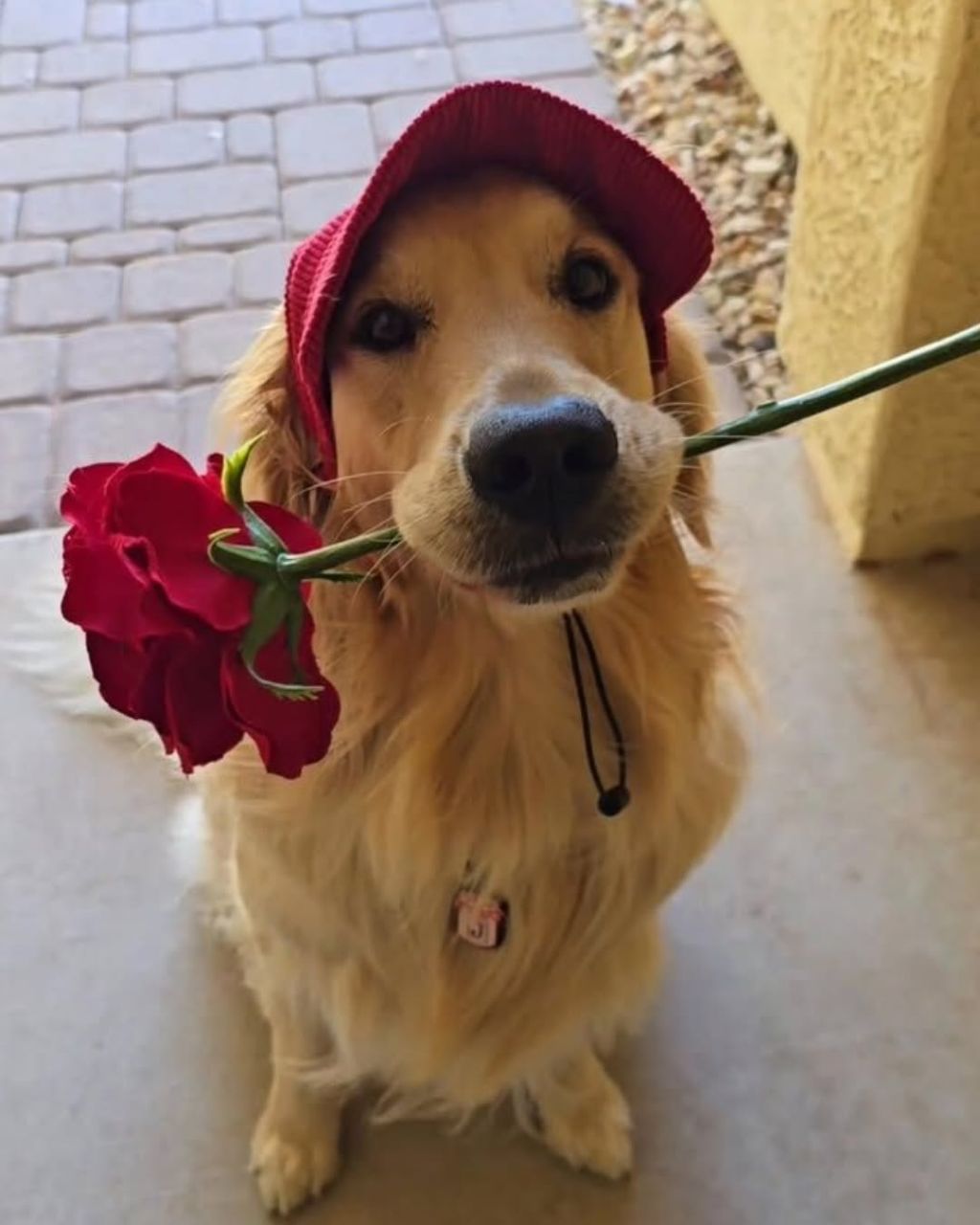 행복바이러스 골댕이 모음 | 인스티즈