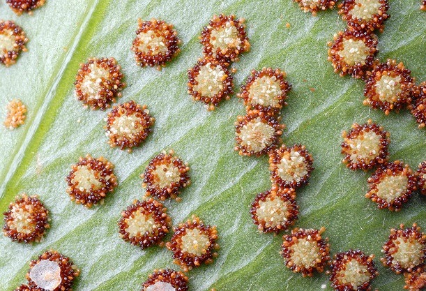 우리가 흔히 먹는 고사리 나물..... (환공포증주의) +추가 | 인스티즈