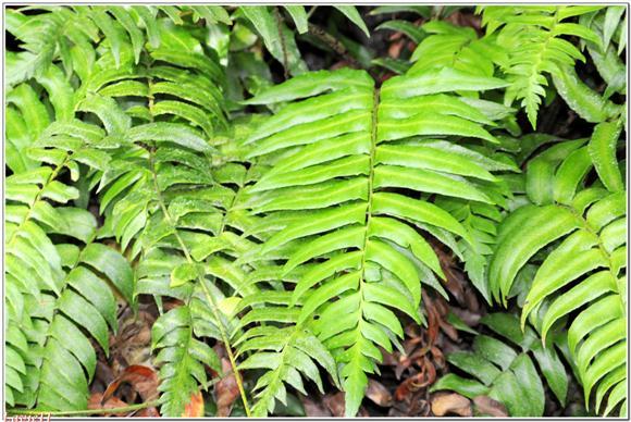 우리가 흔히 먹는 고사리 나물..... (환공포증주의) +추가 | 인스티즈