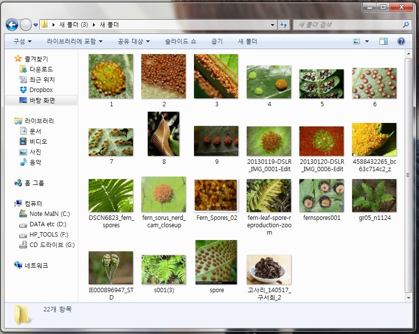 우리가 흔히 먹는 고사리 나물..... (환공포증주의) +추가 | 인스티즈