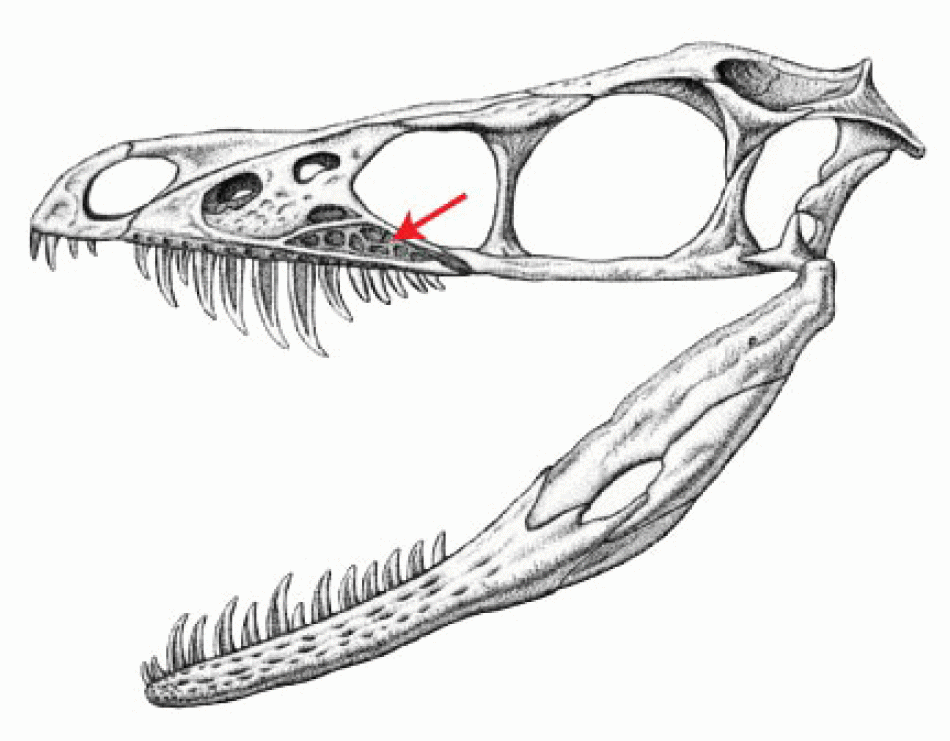 공룡은 실제로 어떻게 생겼을까? 공룡 복원도를 믿기 힘든 이유 | 인스티즈