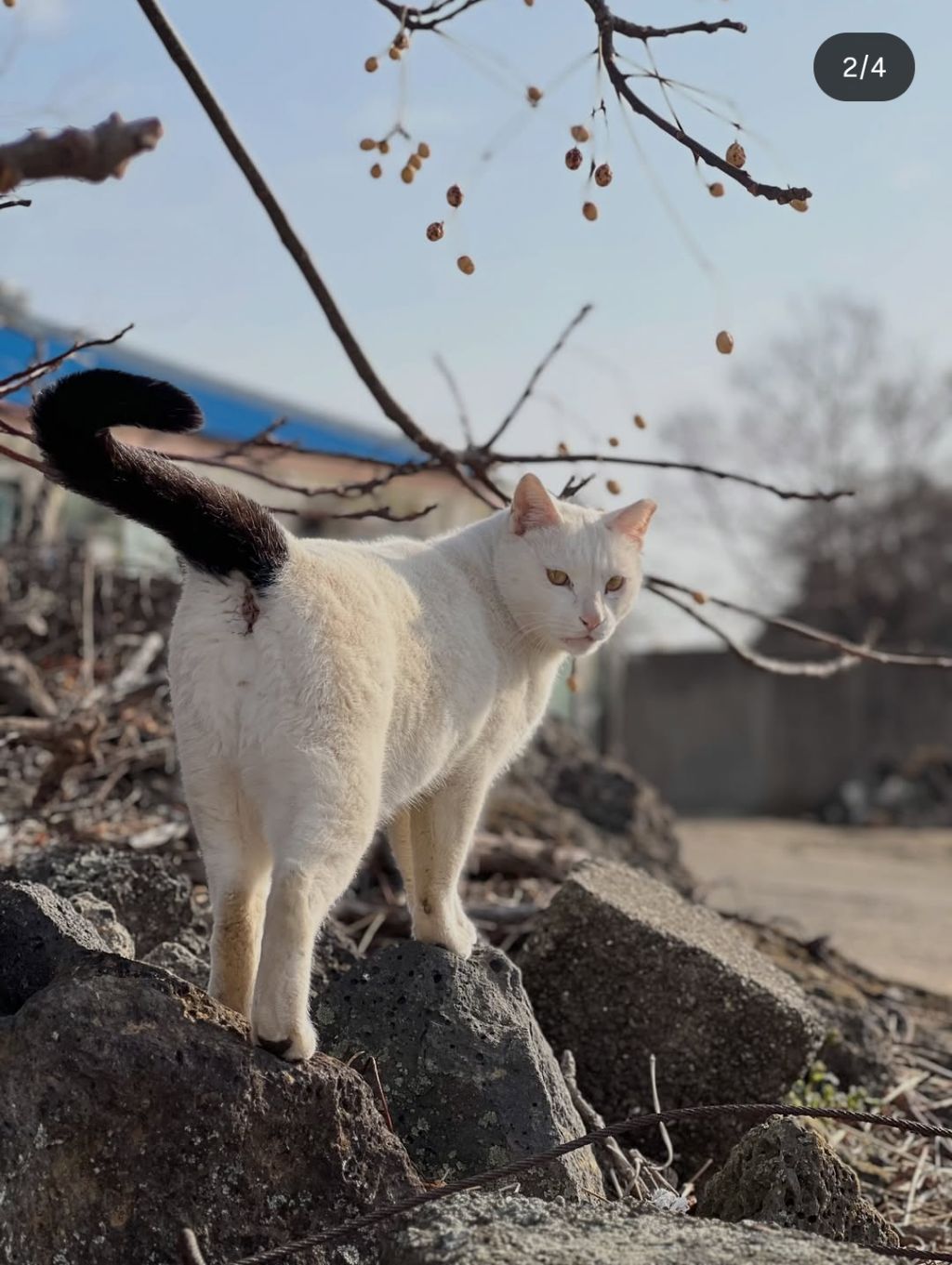 꼬리만 까만 요상한 고양이 | 인스티즈