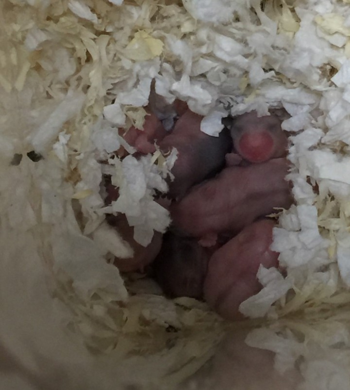 아기 햄스터들의 성장 과정 | 인스티즈