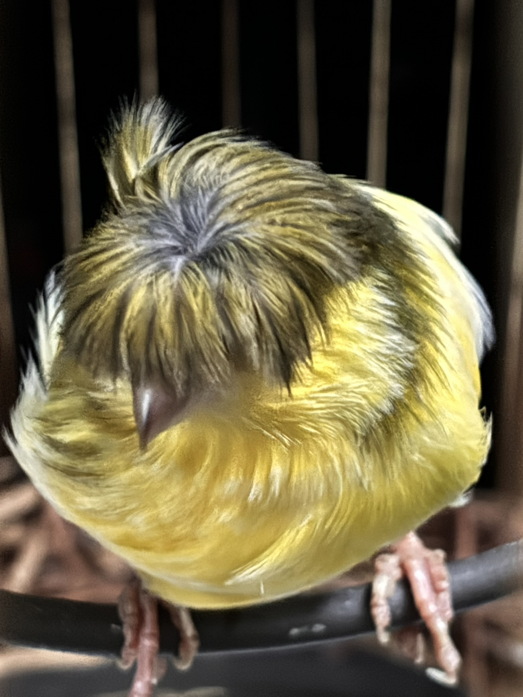 엄마 아는분께 카나리아 받아왓는데 | 인스티즈