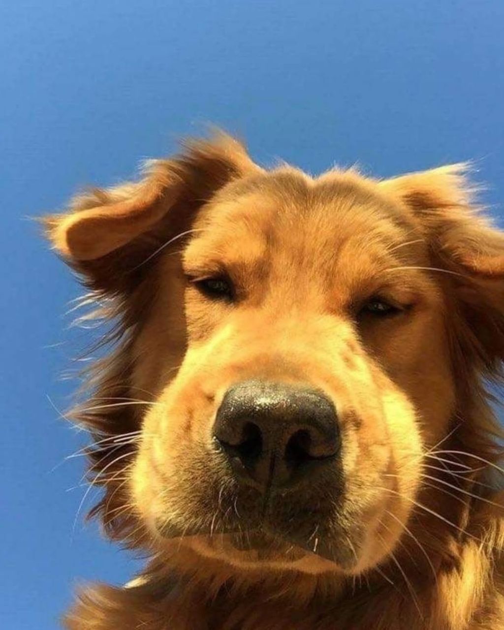 행복바이러스 골댕이 모음 | 인스티즈