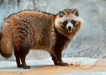 우리가 흔히 너구리로 알고있는 애들의 진실 | 인스티즈