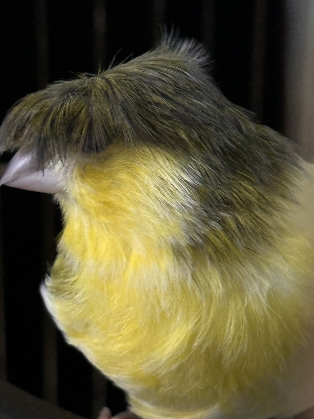 엄마 아는분께 카나리아 받아왓는데 | 인스티즈