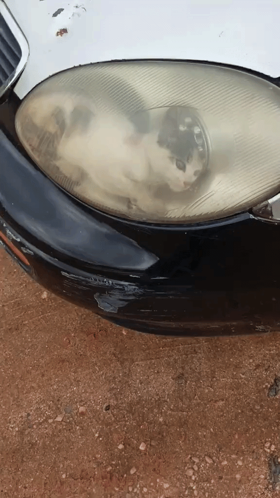 "어쩌다 거기 들어갔어"… 자동차 헤드라이트 안에 갇힌 아기 고양이 구한 정비사 | 인스티즈