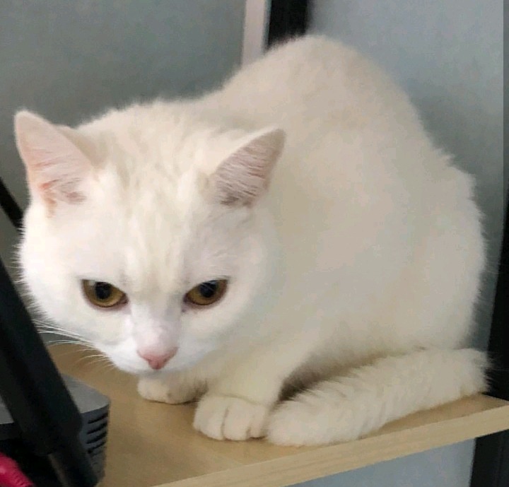 갓건배가 키우는 고양이 소금이 | 인스티즈