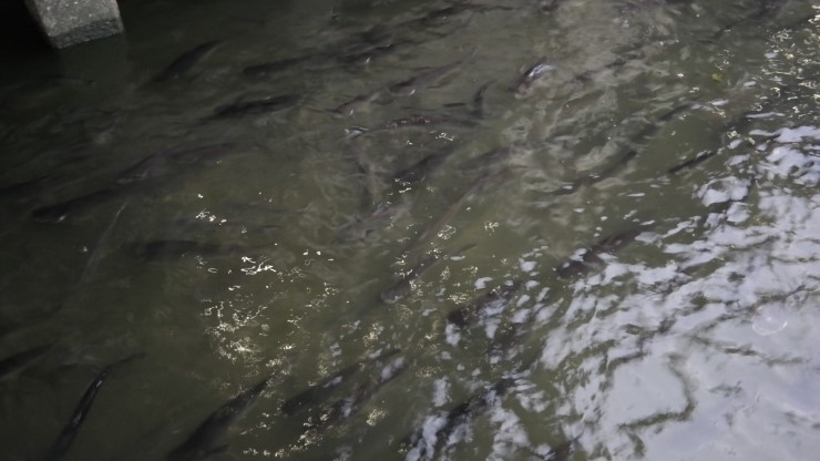태국 방콕 여행2일차 2차일정태국인들의 삶을 엿볼수 있는 저렴한 현지투어 | 인스티즈