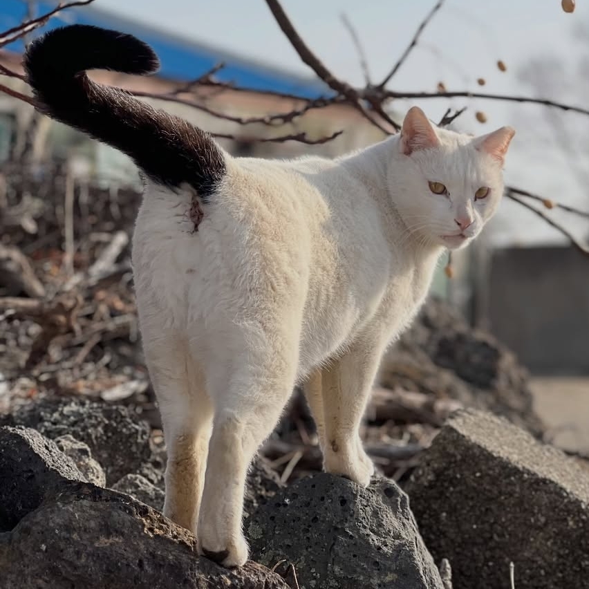 꼬리만 까만 요상한 고양이 | 인스티즈