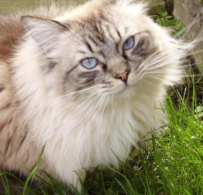 이름에조차 인형(doll)이라는 뜻이 들어있는, 인형처럼 예쁜 고양이 렉돌에 대하여 | 인스티즈