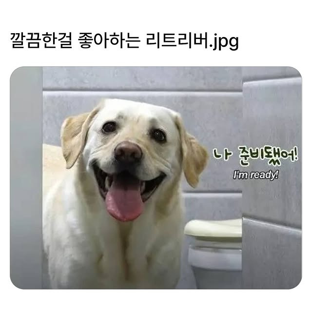 깔끔한 걸 좋아하는 리트리버 | 인스티즈