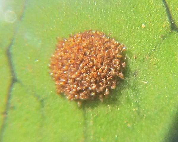 우리가 흔히 먹는 고사리 나물..... (환공포증주의) +추가 | 인스티즈