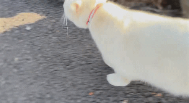 꼬리만 까만 요상한 고양이 | 인스티즈